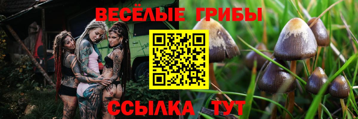 Псилоцибиновые грибы Psilocybe  Вход с VPN  Тихорецк 